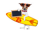 surfing dog 