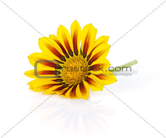 Colorful daisy flower