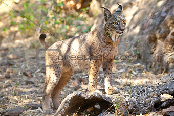 Iberian lynx on alert position
