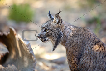 Iberian lynx sitting profile