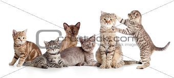 various cats group isolated