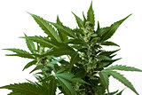 marijuana foliage background wallpaper