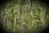 Green moss 