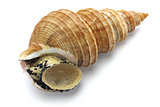 japanese whelk, todai tsubu