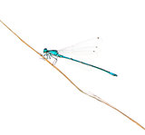 Azure damselfly on a twig in front of a white background