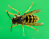High view of a Wasp in front of a green background