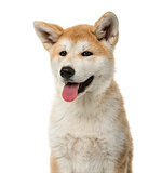 Close-up of an Akita Inu puppy in front of a white background