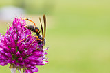 Drumstick Allium Flower Bloom and Wasp