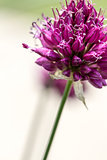Drumstick Allium Flower Bloom