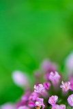 Trifolium pratense Red Clover Flower