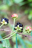 Closeup of Wild Ripe Blackberries