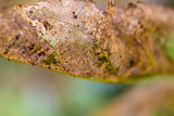 Closeup of Insect Eaten Fruit Tree Leaf