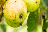 A Closeup of Green and Yellow Apples