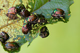 Japanese Beetles Popillia japonica on Leaf