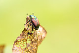 Japanese Beetle Popillia japonica on Leaf
