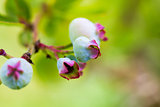 Closeup of Blueberries