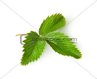 Wild strawberry leaf top view rotated