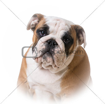 bulldog puppy portrait