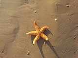 One starfish in the sand