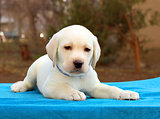 nice little labrador puppy on blue background