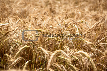 Wheat field in a sunny day