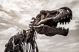 Tyrannosaurus rex skeleton 