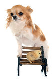 chick and chihuahua on bench