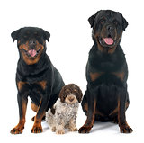rottweilers and lagotto romagnolo