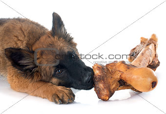 Belgian Shepherd Tervuren and bone
