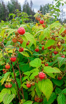 Raspberries. Growing Organic Berries closeup.