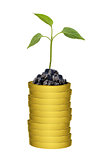 Green plant on gold coins stack