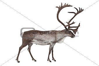 Reindeer isolated on white