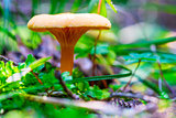 macro shot of mushrooms in the autumn forest