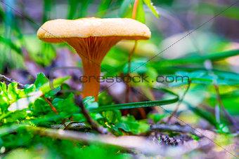 macro shot of mushrooms in the autumn forest