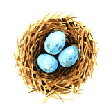 Bird's nest with eggs