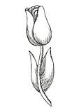 Hand drawn tulip, cute doodling flower sketch