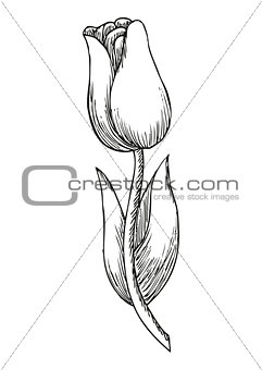 Hand drawn tulip, cute doodling flower sketch