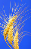 spikelets and grains of wheat
