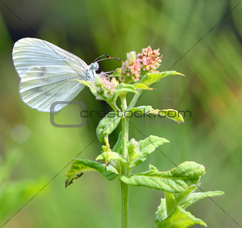 Pieris brassicae, Cabbage butterfly