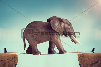 elephant on a tightrope 