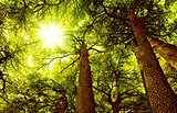 Sunny Cedar forest