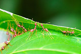 Weaver Ants or Green Ants (Oecophylla smaragdina)