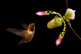 Hummingbird (selasphorus rufus) in Flight