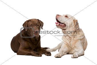Two Labrador dogs