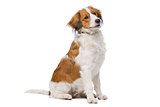 Brown and white Kooiker dog