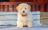 reddish havanese puppy dog