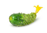 Juicy green cucumber rotated