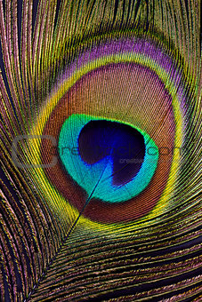 Peacock feather (detai of eyespotl)