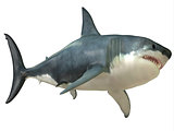 Great White Shark Female
