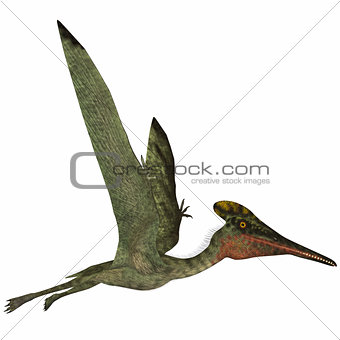 Pterodactylus Side Profile